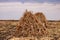 Sheaves of corn on an agricultural field. Fodder base for cattle. Making hay for the winter. Background