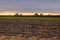 Sheaves of corn on an agricultural field. Fodder base for cattle. Making hay for the winter. Background