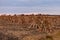 Sheaves of corn on an agricultural field. Fodder base for cattle. Making hay for the winter. Background