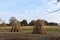 Sheaves of dry corn stalks