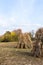 Sheaves of dry corn stalks