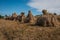 Sheaves in Kizhi, Karelia