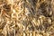 Sheaves of oats texture