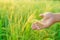 Sheaves of rice in the hands of a female farmer, Bokeh of dew drops on a grain of rice in a field in the morning. soft focus