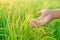 Sheaves of rice in the hands of a female farmer, Bokeh of dew drops on a grain of rice in a field in the morning. soft focus