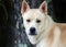 Sheba Inu Terrier mixed breed dog