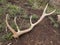 Shed antler of American elk