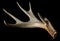 Shed antler from a Whitetail Deer Isolated on Black Close Up