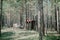 Shed and firewood in a pine forest