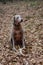 Shed hunting with a Labrador retriever finding deer antlers. Fun sport activity of finding dropped buck antlers. Older Lab retriev