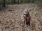 Shed hunting with a Labrador retriever finding deer antlers. Fun sport activity of finding dropped buck antlers. Older Lab retriev