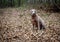 Shed hunting with a Labrador retriever finding deer antlers. Fun sport activity of finding dropped buck antlers. Older Lab retriev