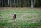 Shed hunting with a Labrador retriever finding deer antlers. Fun sport activity of finding dropped buck antlers. Older Lab retriev