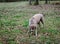 Shed hunting with a Labrador retriever finding deer antlers. Fun sport activity of finding dropped buck antlers. Older Lab retriev