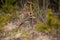 Shed from red deer stag wedged in a small tree on a glade