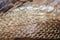 Shed snake dry skin