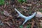 Shed whitetail deer antler on forest floor