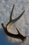 Shed Whitetail Deer Antler in Snow