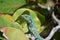 Shedding Blue Whiptail Lizard in Aruba