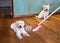 Shedding dog fur: broom sweeping hair from moulting west highland white terriers