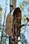 Shedding Paperbark