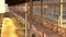 Sheds - long awnings. European mink, Mustela lutreola, looking through the grid of his cage. European Minks are contained in speci