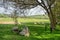 Sheep At Abbotsbury, Dorset