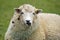 Sheep at Abbotsbury Swannery