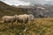 Sheep above Val Gardena in Dolomites