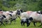 Sheep above Windermere