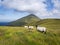 Sheep on Achill Island, Ireland