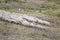 Sheep ahead of large flock of sheep on Terminillo barren slopes, near Rieti, Italy