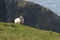 Sheep alone in the pasture behind a cliff near the sea