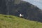 Sheep alone in the pasture behind a cliff near the sea