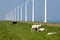 Sheep along the Dutch coast with windmills