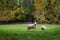 Sheep along the river Derwent, Derbyshire, England