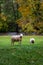 Sheep along the river Derwent, Derbyshire, England