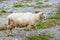 Sheep at alpine pastures in Bucegi Mountains