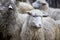 Sheep in altay farm. Grey flock