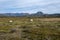 Sheep amidst volcanic landscape of Fjallabak Nature Reserve in Iceland.