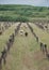 Sheep Amongst Derelict Grape Vines