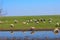 Sheep animal grass farm