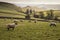 Sheep animals in farm landscape on sunny day in Peak District UK