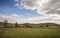 Sheep animals in farm landscape on sunny day in Peak District UK