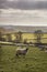 Sheep animals in farm landscape on sunny day in Peak District UK