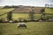 Sheep animals in farm landscape on sunny day in Peak District UK