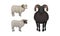 Sheep as Ruminant Domestic Mammal Kept as Livestock Vector Set