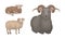 Sheep as Ruminant Domestic Mammal Kept as Livestock Vector Set