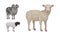 Sheep as Ruminant Domestic Mammal Kept as Livestock Vector Set