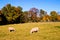 Sheep in autmn landscape